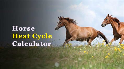 mare heat cycle calculator|equine mare ovulation calculator.